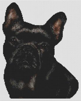 Black French Bulldog